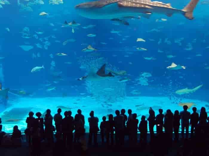آکواریوم استانبول Aquarium Istanbul