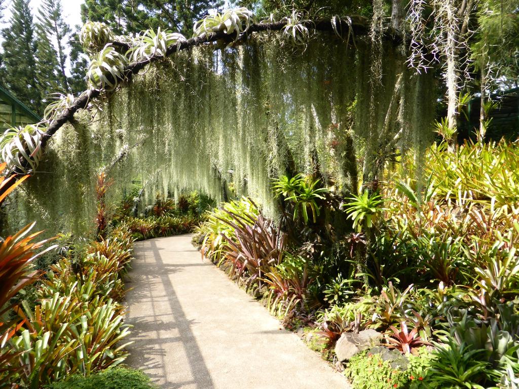 باغ ارکیده سنگاپور