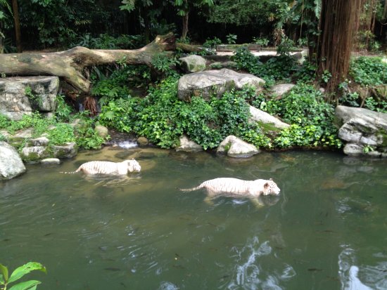 انواع حیوانات و جانوران باغ وحش سنگاپور
