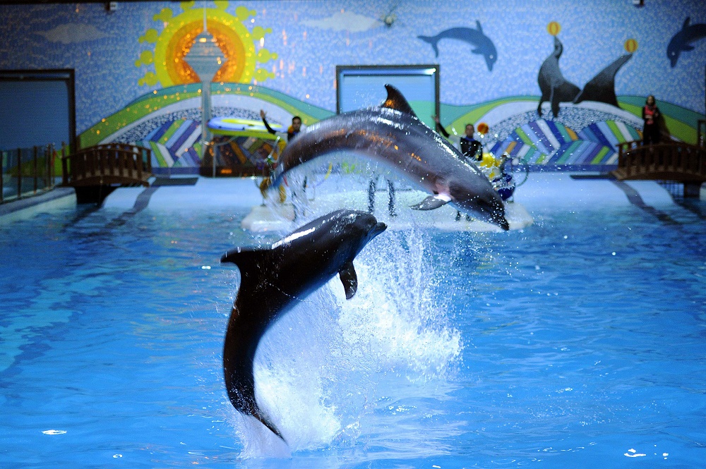 نقاشی و هدیه های دلفین های برج میلاد
