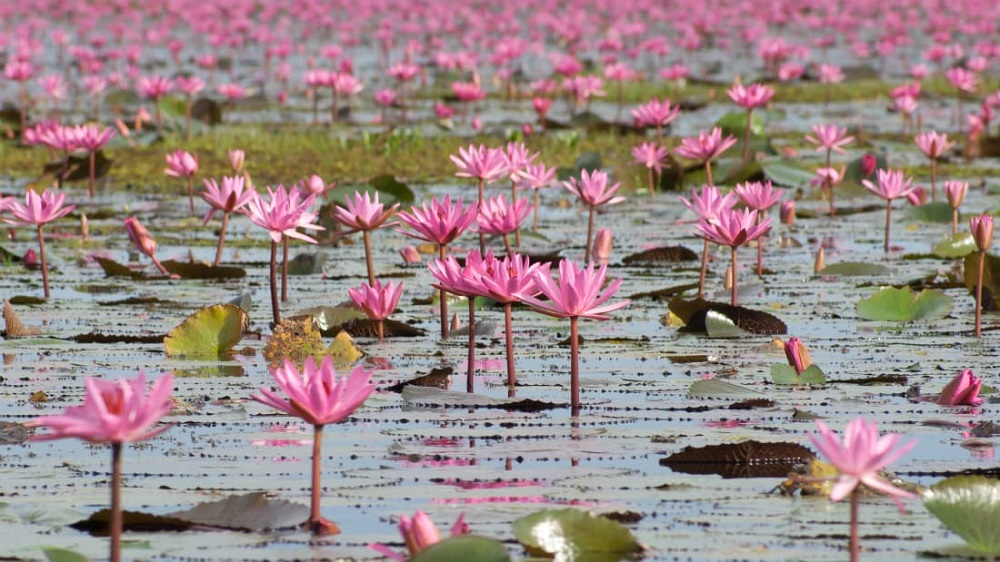 دریاچه ای به رنگ صورتی در تایلند