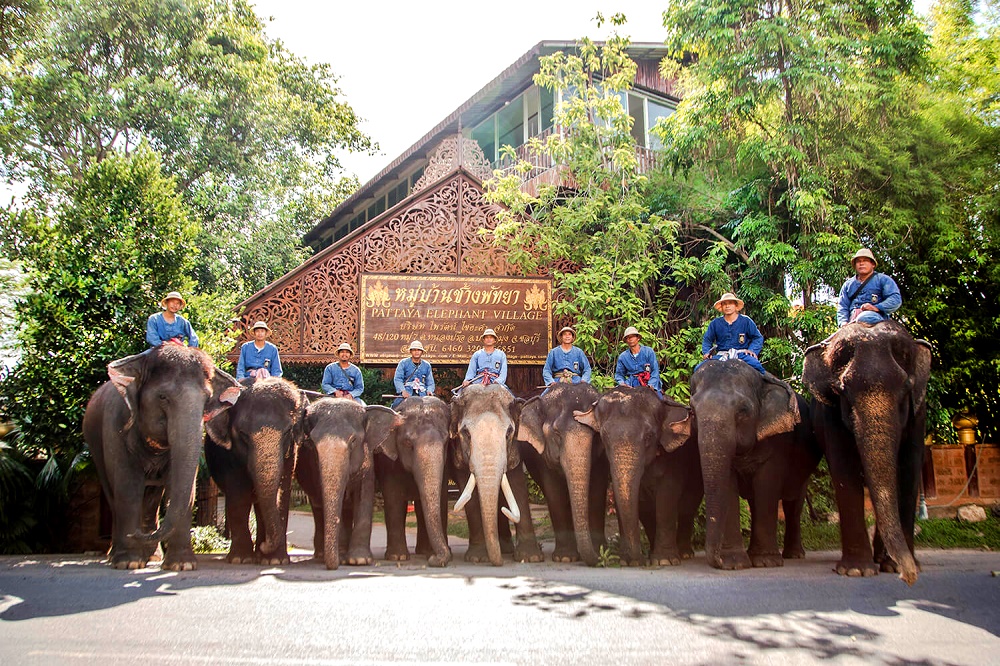 فیل سواری پاتایا تایلند