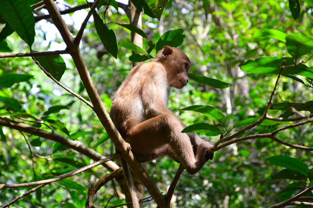 حیواناتی که در پارک ملی اراوان بانکوک تایلند زندگی می کنند