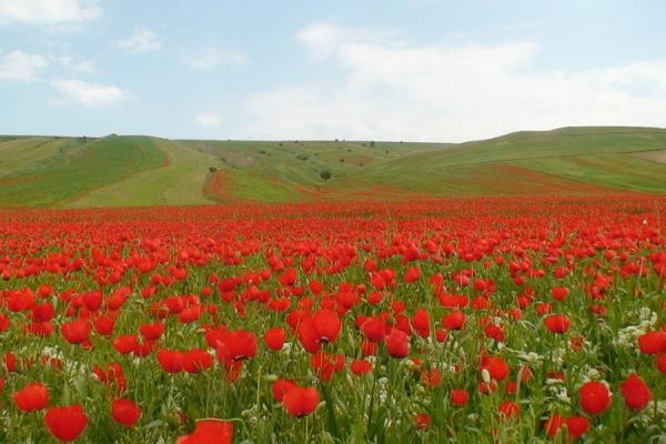  دریاچه دشت ارژن شیراز + تصاویر 