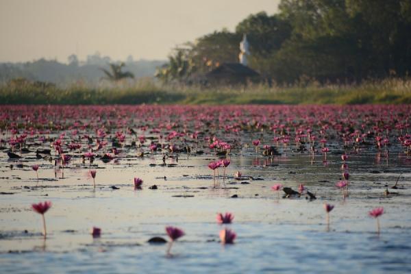 دریاچه ای به رنگ صورتی در تایلند + تصاویر