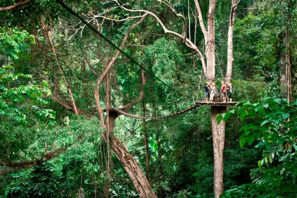 جنگل گیبون تایلند + تصاویر