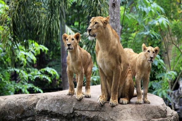 بازدید از 6 باغ وحش استانبول همراه با خانواده