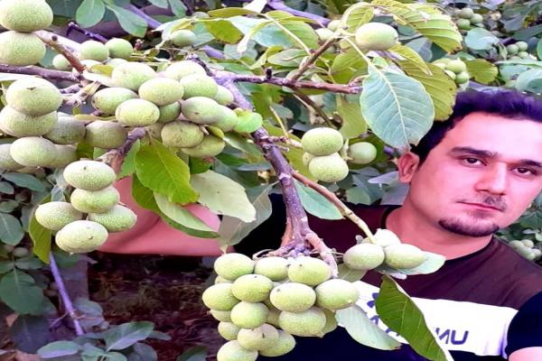  با رکوردار تولید نهال در رشت آشنا شوید 