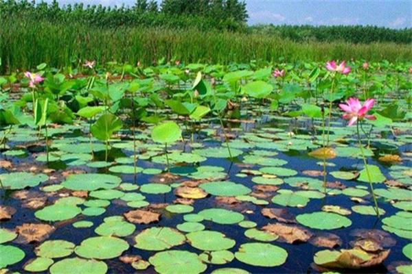  معرفی جاهای دیدنی رشت و بندرانزلی 
