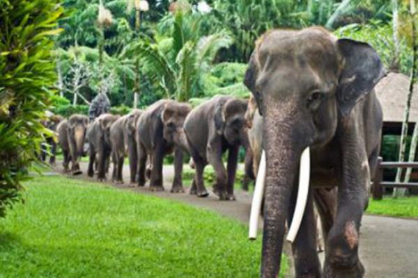 پارک فیل ها در بالی + تصاویر